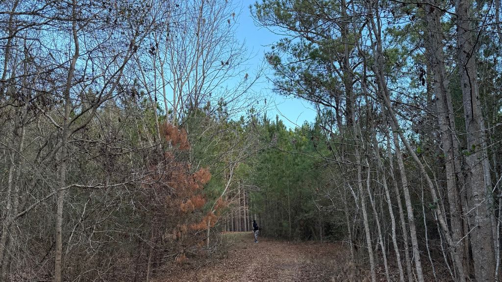 Dorsey Clark Pines Photo