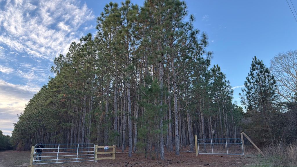 Dorsey Clark Pines Photo