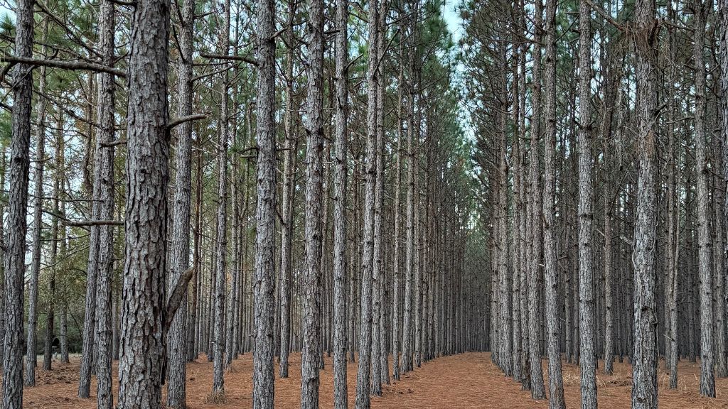 Dorsey Clark Pines Photo