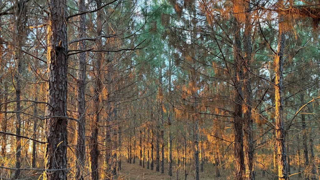 Dorsey Clark Pines Photo