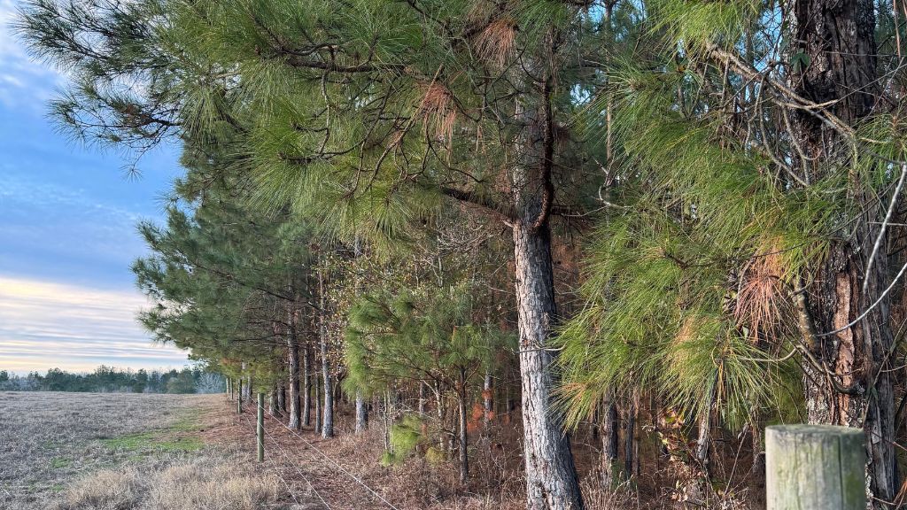 Dorsey Clark Pines Photo