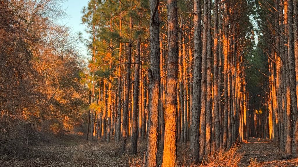 Dorsey Clark Pines Photo