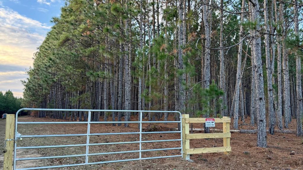 Dorsey Clark Pines Photo