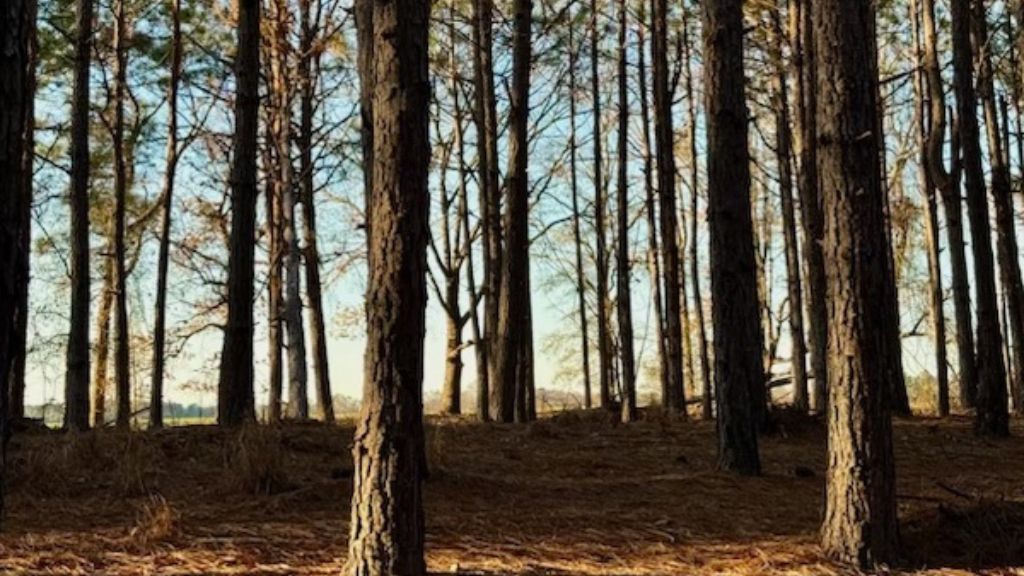 Dorsey Clark Pines Photo