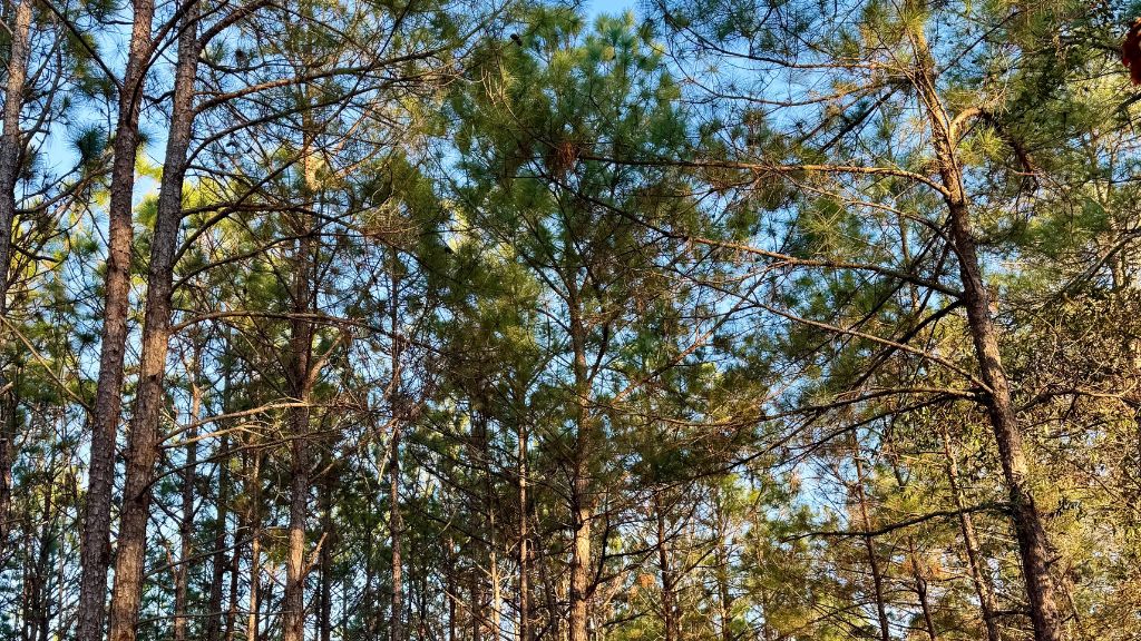 Dorsey Clark Pines Photo