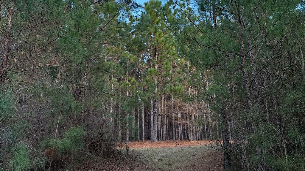 Dorsey Clark Pines Photo