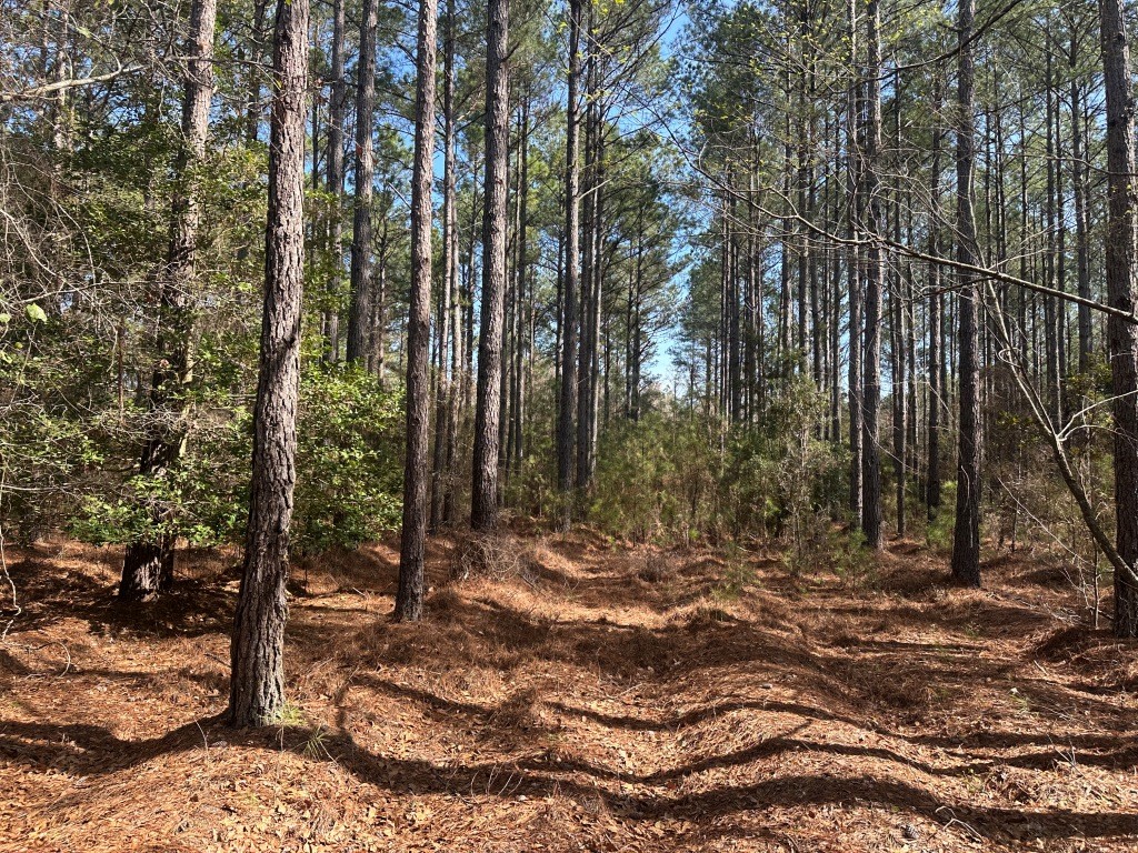 Old Dixie Highway Photo