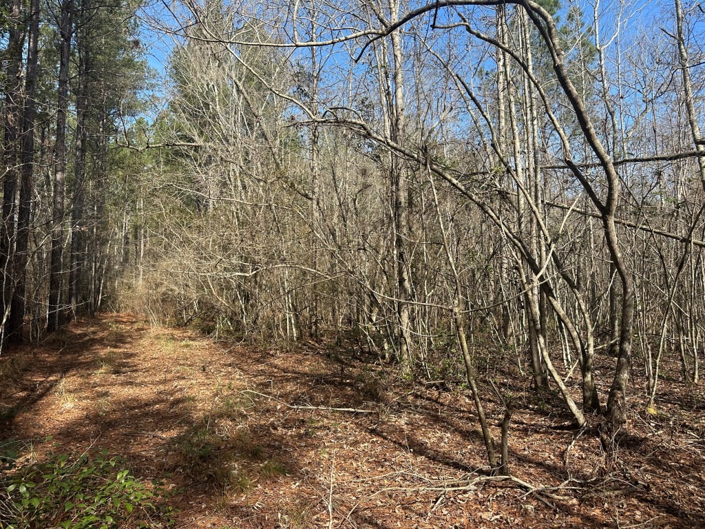 Old Dixie Highway Photo