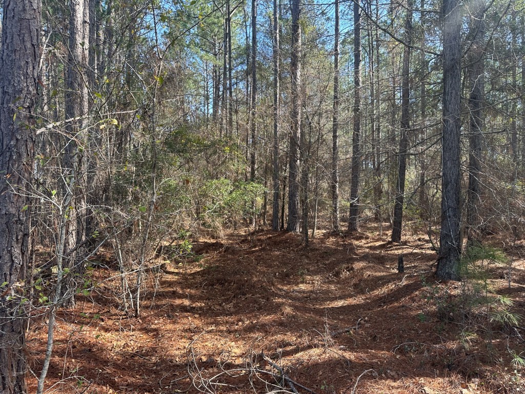 Old Dixie Highway Photo