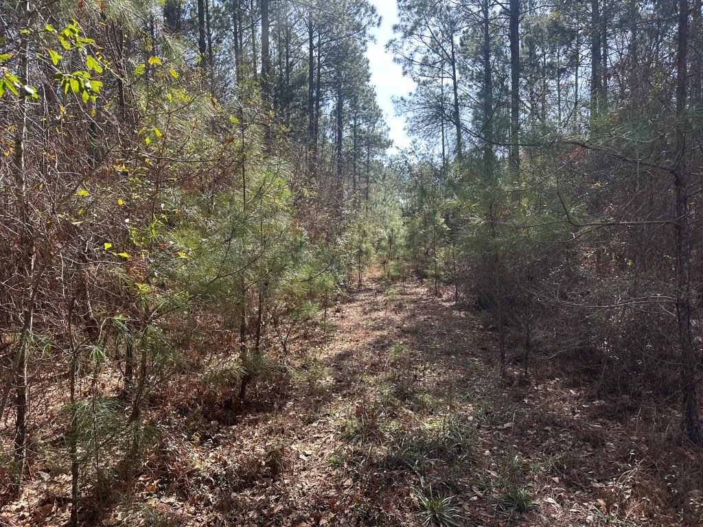 Old Dixie Highway Photo