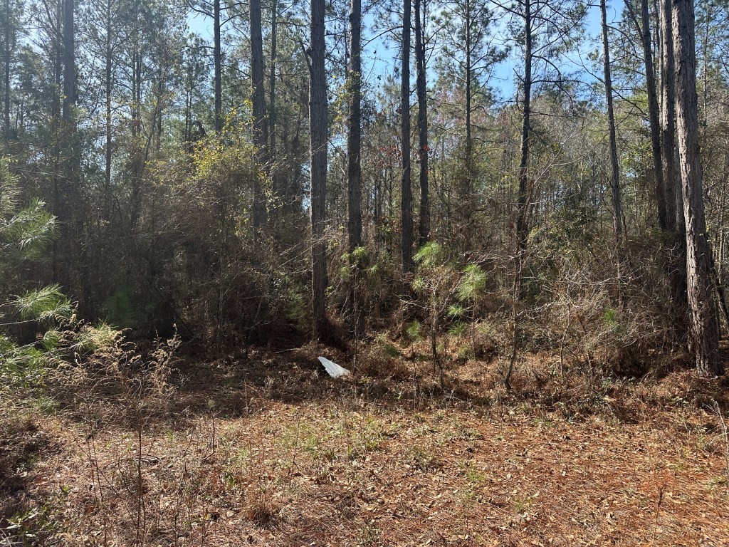 Old Dixie Highway Photo