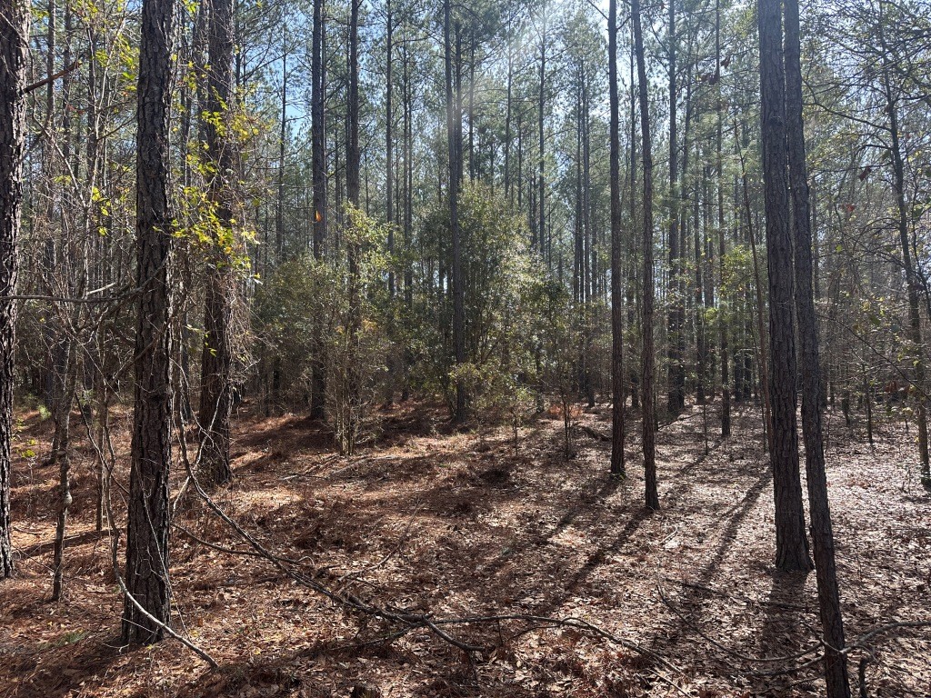 Old Dixie Highway Photo