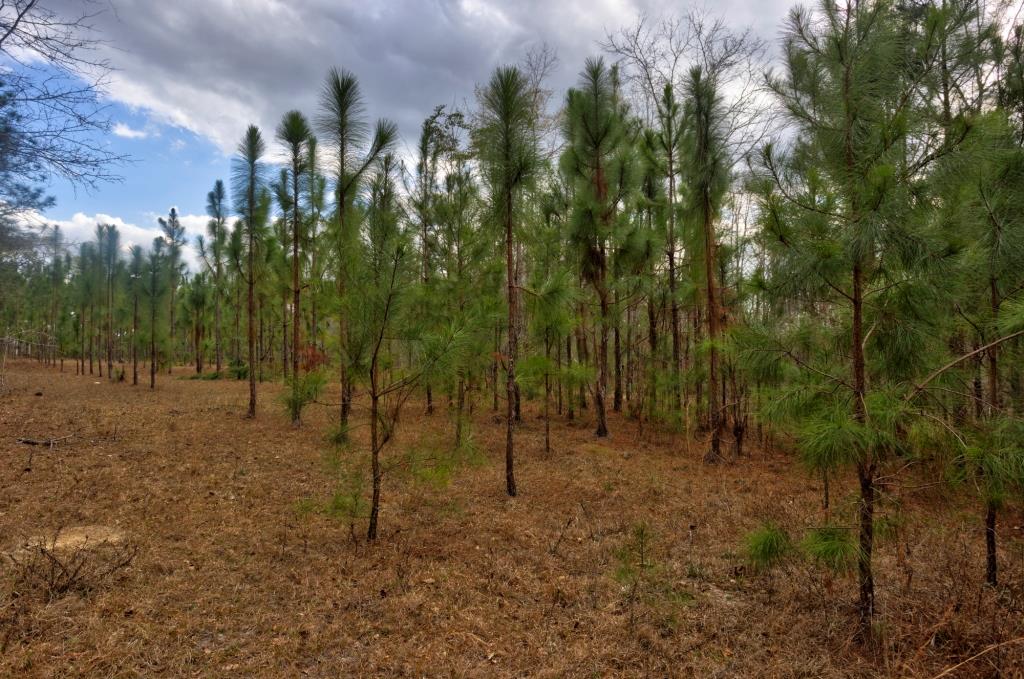 Cowart Pond Retreat Photo