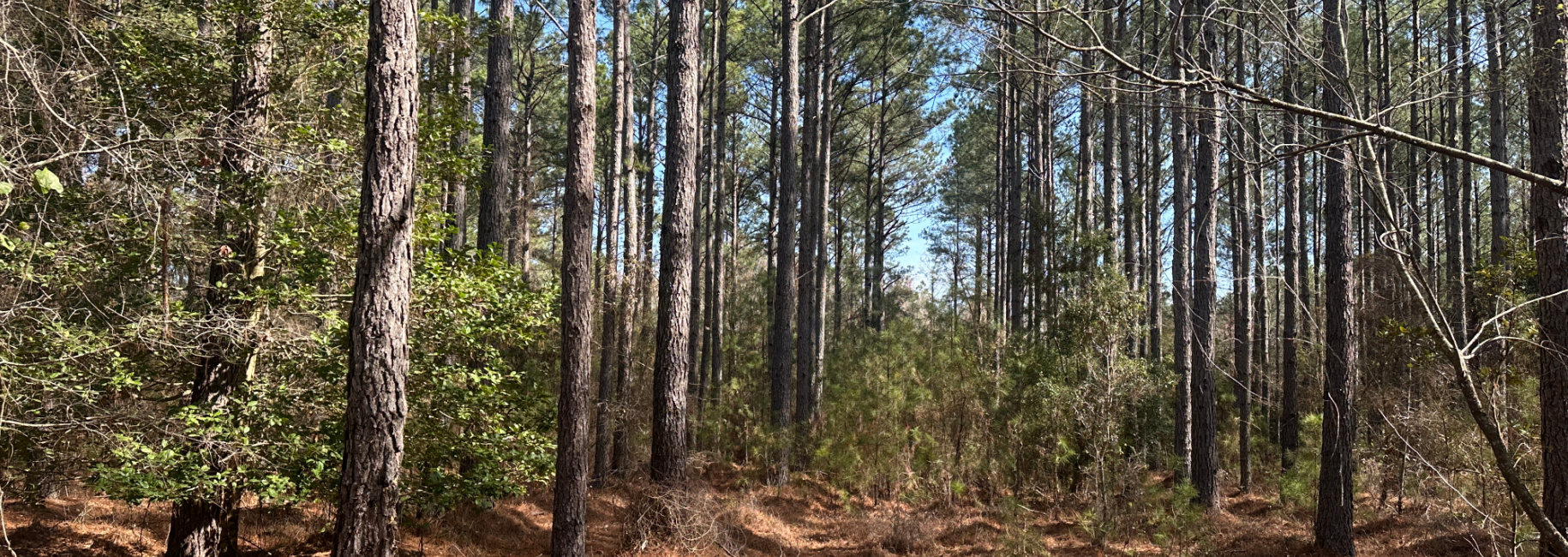 Old Dixie Highway Main Photo