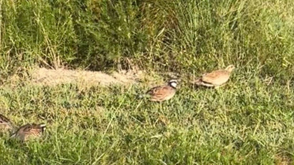 Shady Lane Plantation Photo