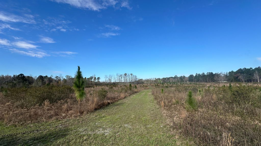 Shady Lane Plantation Photo