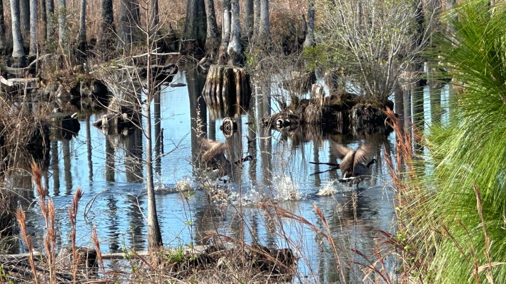Shady Lane Plantation Photo