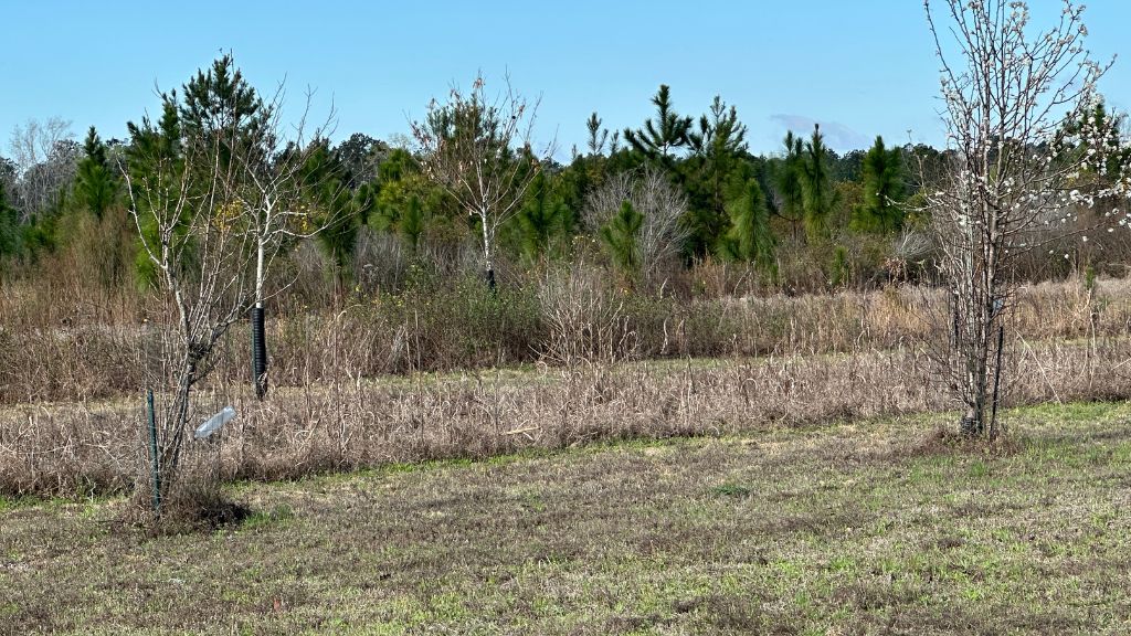 Shady Lane Plantation Photo