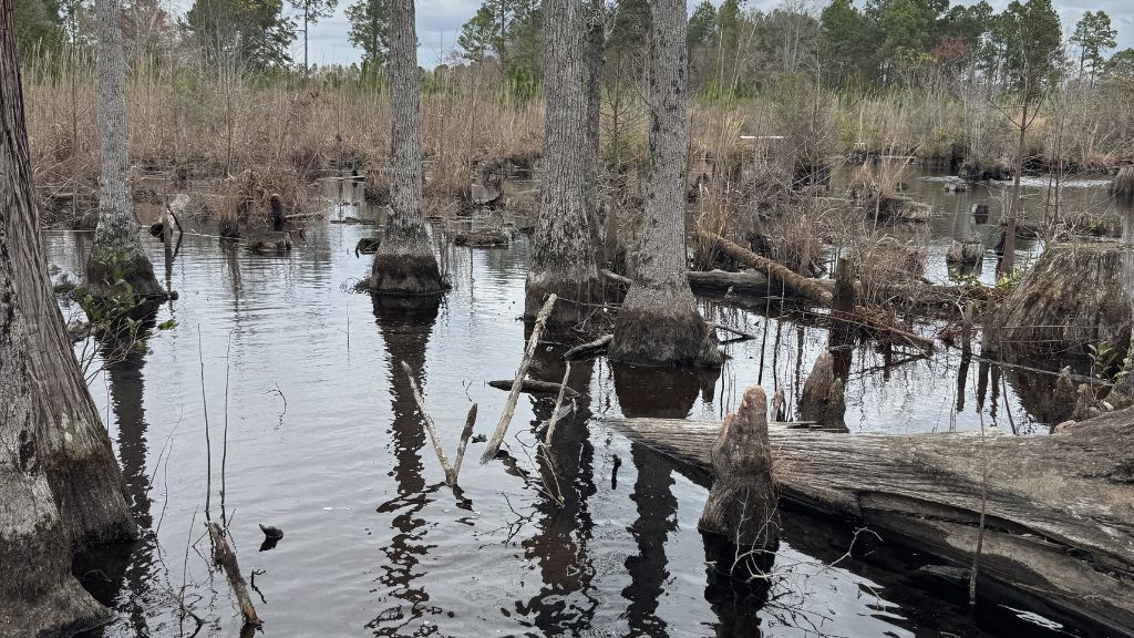 Shady Lane Plantation Photo