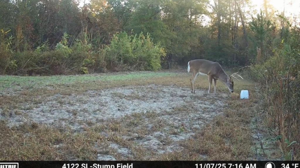Shady Lane Plantation Photo