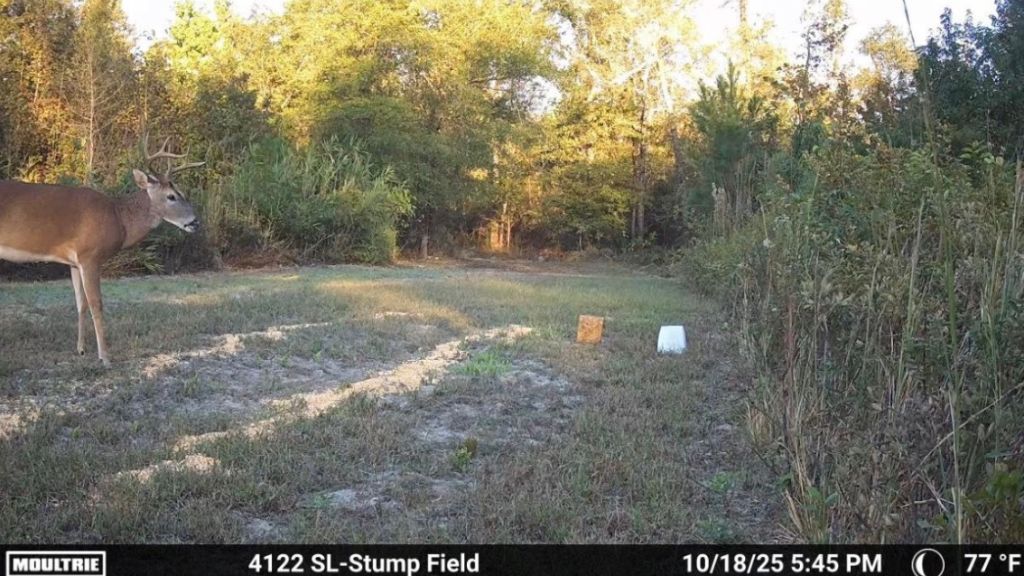 Shady Lane Plantation Photo