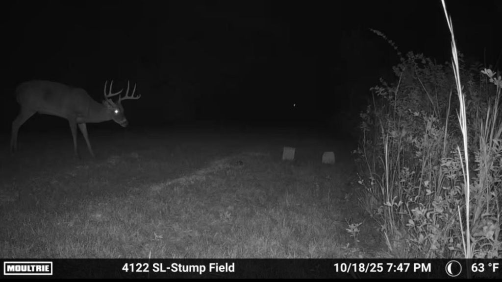 Shady Lane Plantation Photo