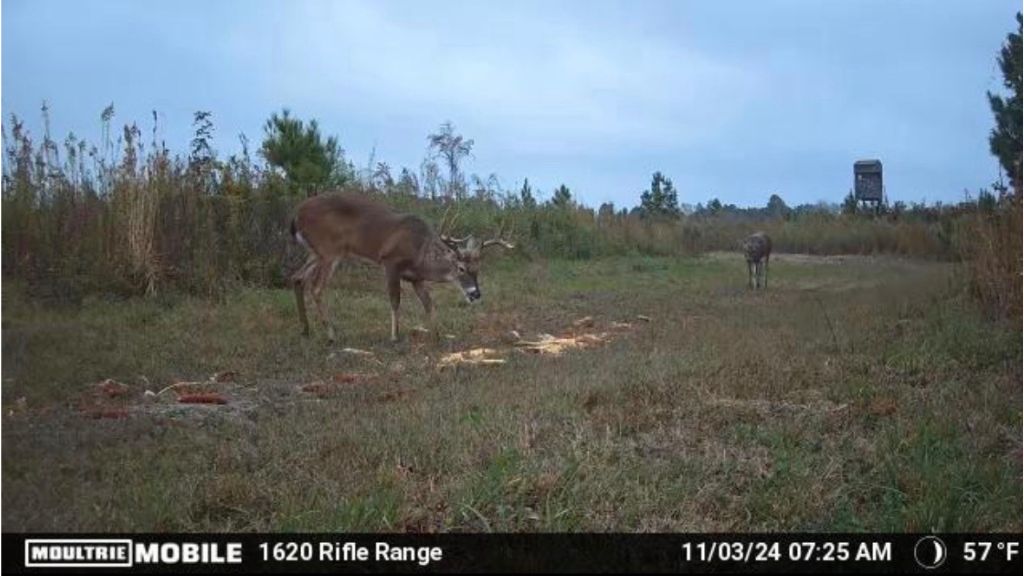 Shady Lane Plantation Photo
