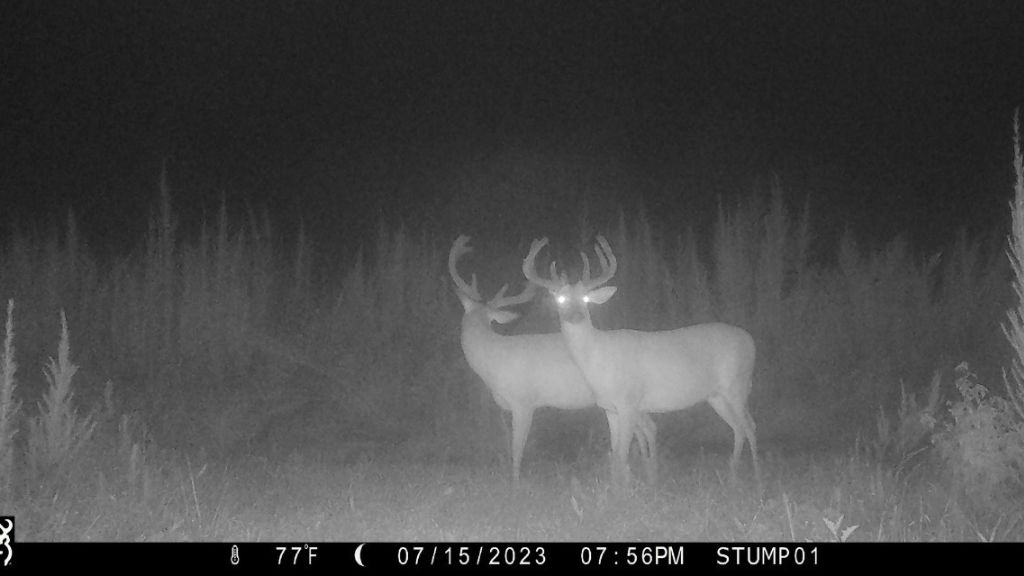 Shady Lane Plantation Photo