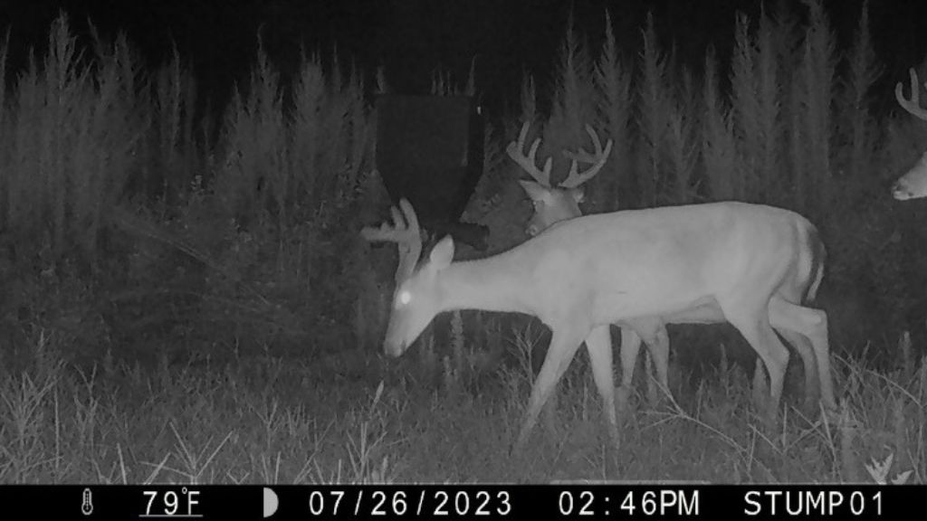 Shady Lane Plantation Photo