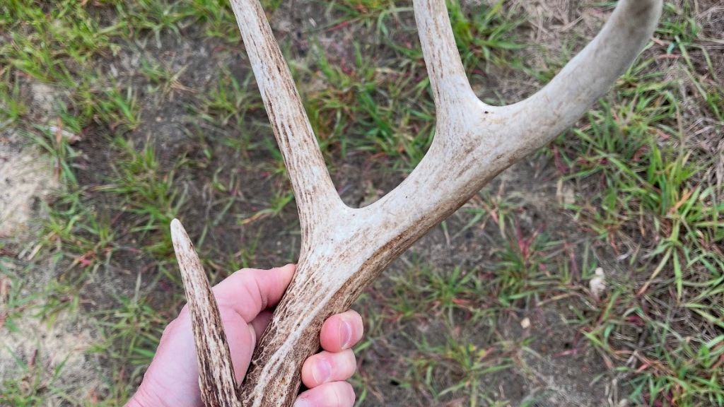 Shady Lane Plantation Photo