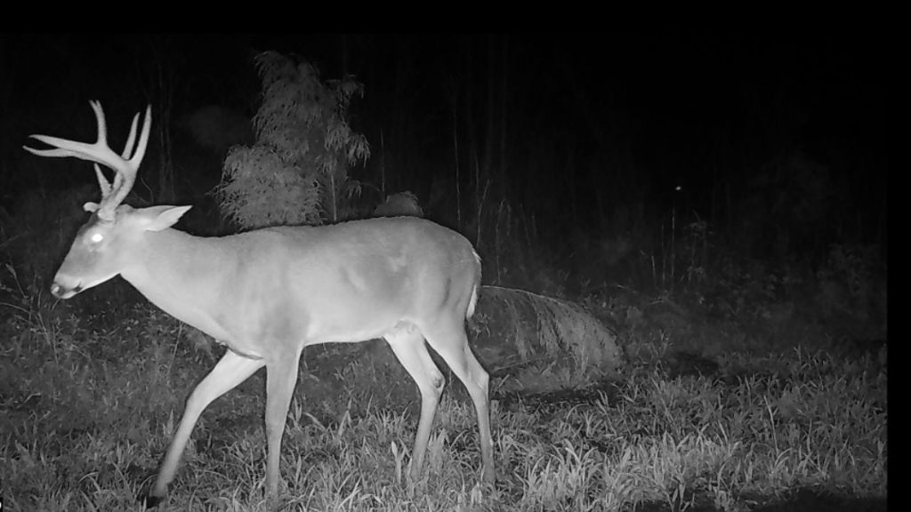 Shady Lane Plantation Photo