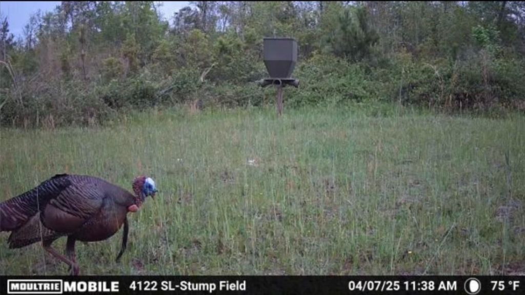 Shady Lane Plantation Photo