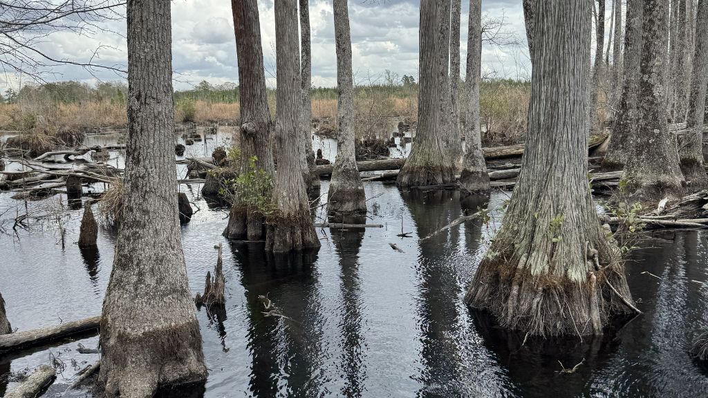 Shady Lane Plantation Photo