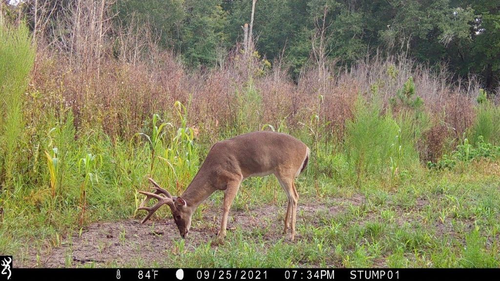 Shady Lane Plantation Photo