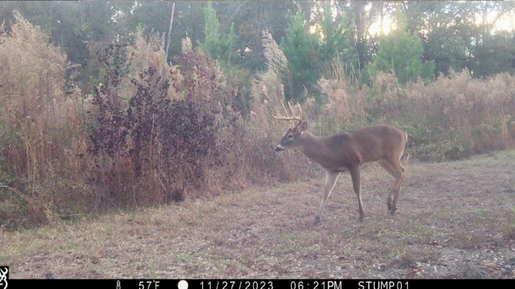 Shady Lane Plantation Photo