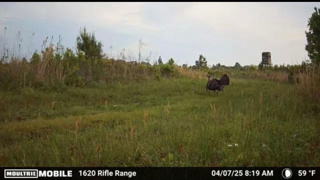 Shady Lane Plantation Photo