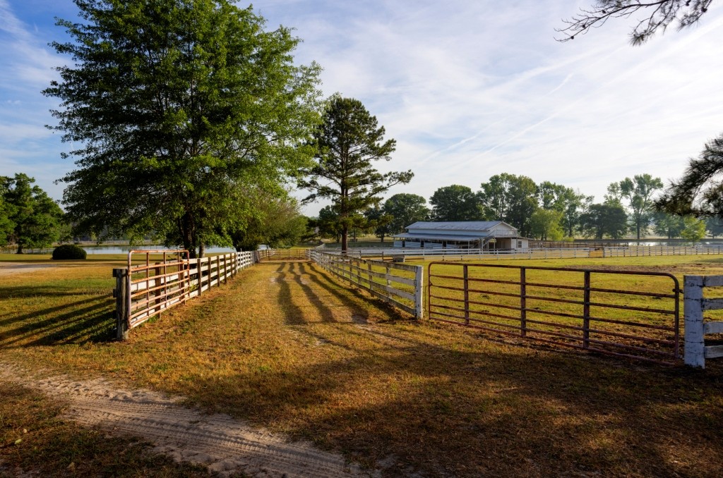 Elysian Fields Cattle Farm Photo