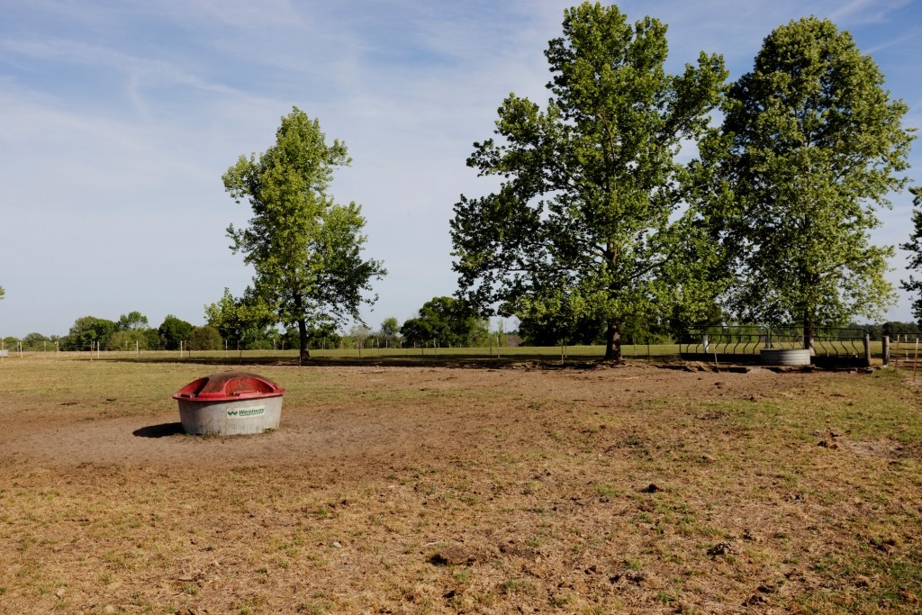 Elysian Fields Cattle Farm Photo