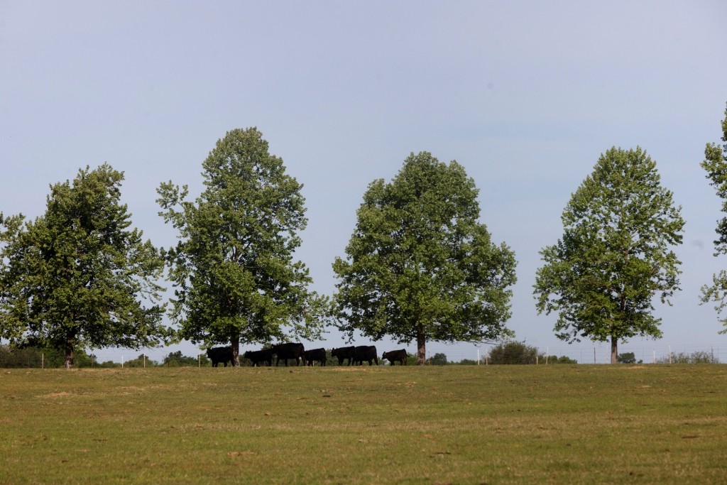 Elysian Fields Cattle Farm Photo