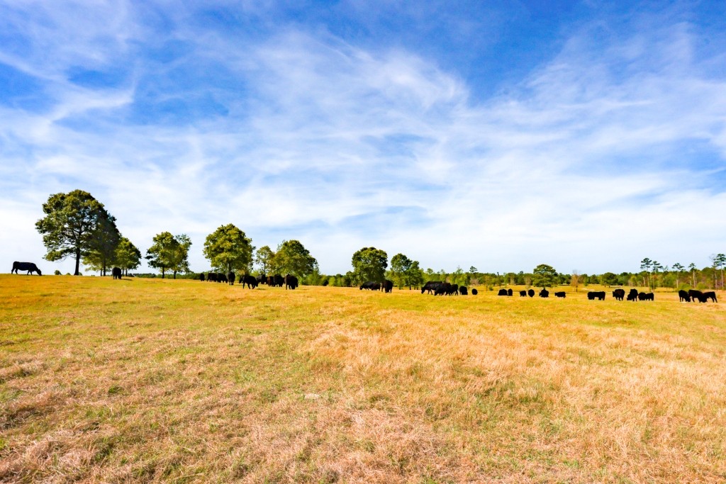 Elysian Fields Cattle Farm Photo