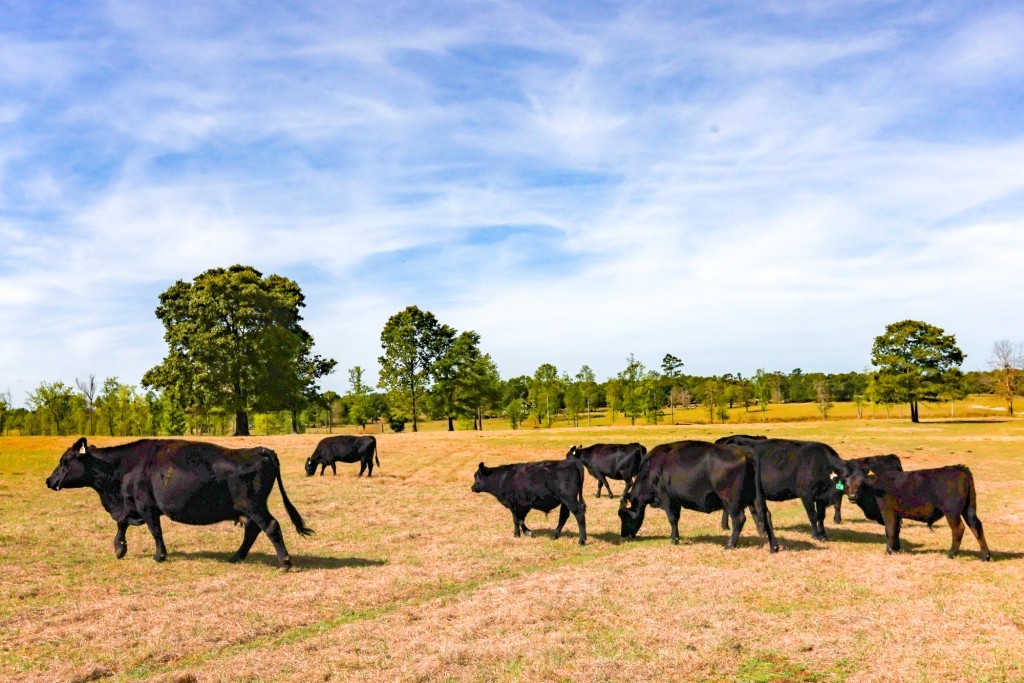 Elysian Fields Cattle Farm Photo