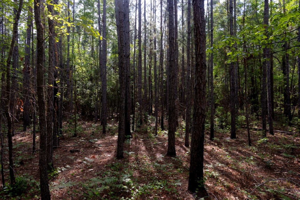 Elysian Fields Cattle Farm Photo