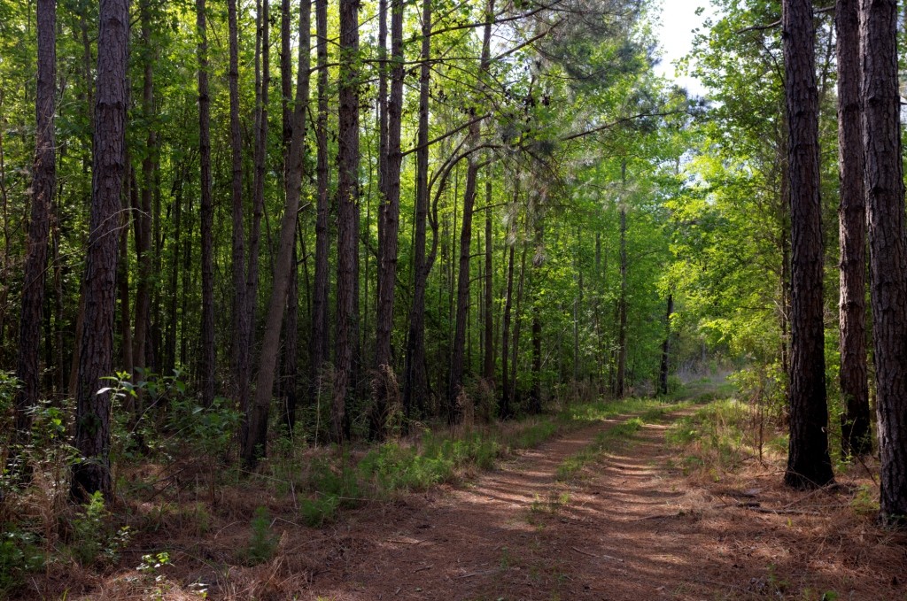 Elysian Fields Cattle Farm Photo