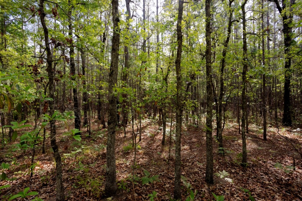 Elysian Fields Cattle Farm Photo