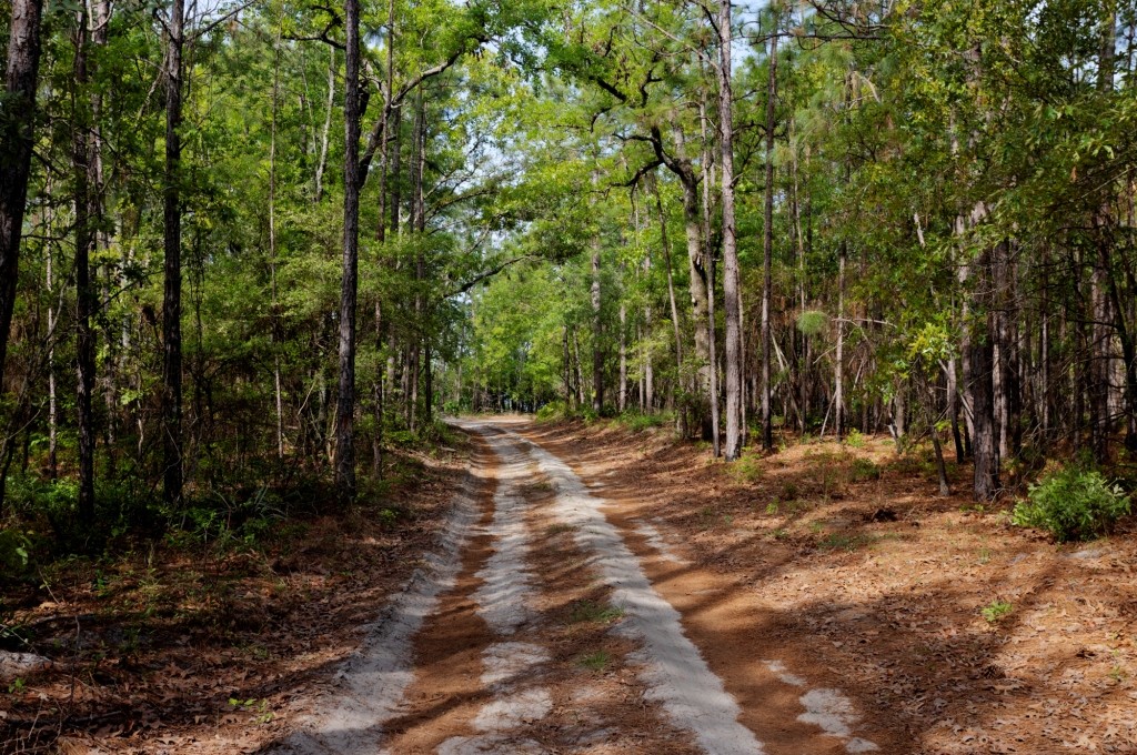 Elysian Fields Cattle Farm Photo