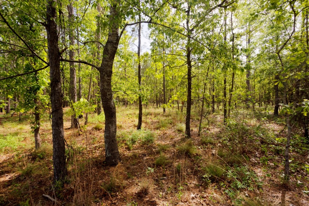 Elysian Fields Cattle Farm Photo