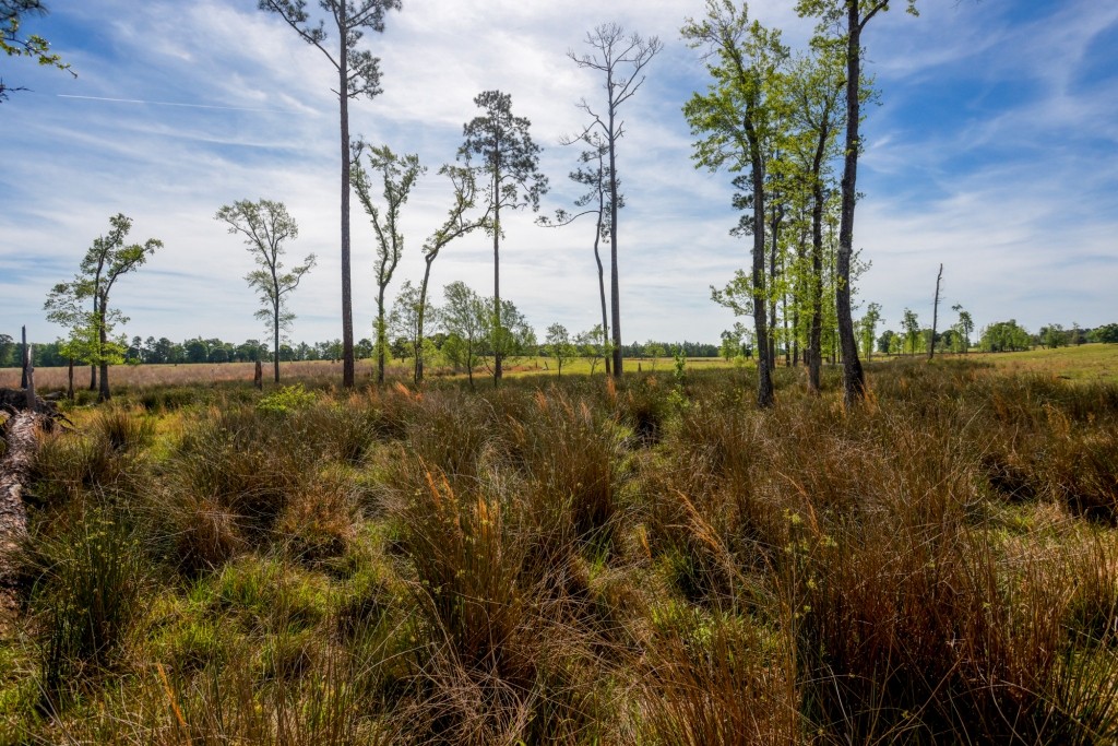 Elysian Fields Cattle Farm Photo