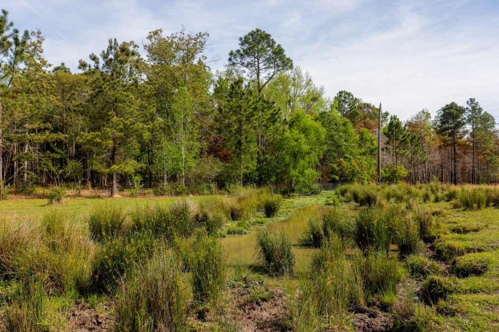 Elysian Fields Cattle Farm Photo