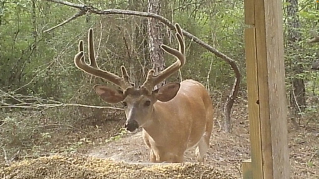 North Taylor Ranch Photo