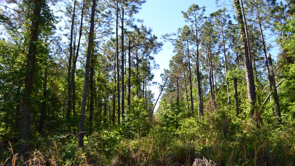 Mayberry Tract 1 Photo